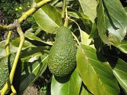 Image result for Avocado Dark 1969 Tappan