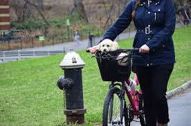 Hundefahrradkorb Die Besten Modelle 2017 Fur Hunde