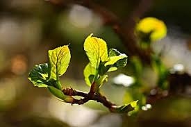 Prime tween pokies buds foto have a graphic associated with the other. Nature Plants Green Twigs Needles The Buds Young Shoots Spring Pikist