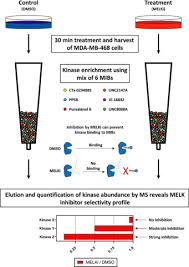 Learn about the basic building materials of the human body which are present regardless of whether you're talking about brains or body. Mass Spectrometry Based Selectivity Profiling Identifies A Highly Selective Inhibitor Of The Kinase Melk That Delays Mitotic Entry In Cancer Cells Journal Of Biological Chemistry