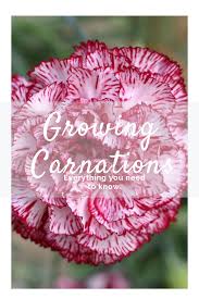 In the home garden, florist's carnations grown from seed are usually treated as annuals. Pin On Landscaping Gardening Foraging