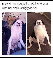 35 Hilarious Memes To Make You Laugh Funny Dog Memes Funny Relatable Memes Funny Animal Memes
