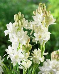 Are tije lungi cu flori albe sau roz si infloreste din iulie. 5 Flori Speciale Pentru Un Ambient PlÄƒcut In GrÄƒdina Ta Casoteca