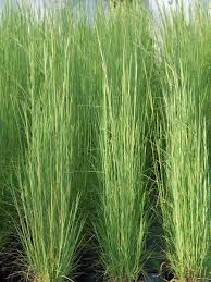Image result for Andropogon lima