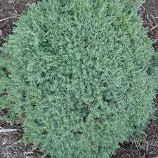 Image result for Chamaecrista gracilior