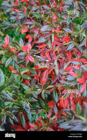 Image result for Berberis verruculosa