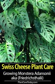 Monstera Adansonii Care Growing Monstera Friedrichsthalii Plant Swiss Cheese Plant Cheese Plant Plants