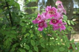 Image result for Podranea brycei