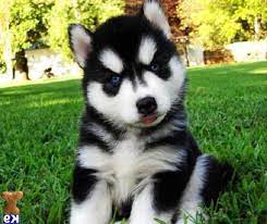 It's head is triangular shaped with erect ears. Cheap Siberian Husky Puppies For Sale In Nc Petsidi