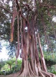 Botanischer Garten Puerto De La Cruz Botanischer Garten Puerto De La Cruz Teneriffa