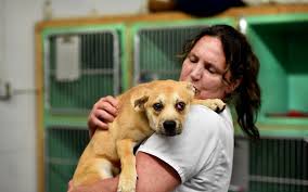 Maybe you would like to learn more about one of these? We Have Lots Of Concerns Questions Arise As Animal Rescues Increase From Other States Countries Brainerd Dispatch