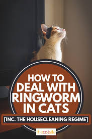 Use this solution to scrub the pet carriers, kennels, toys and similar items of infected pets. How To Deal With Ringworm In Cats Inc The Housecleaning Regime Thecatsite Articles