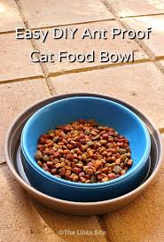 Use them in commercial designs under lifetime, perpetual & worldwide rights. Easy Diy Way To Ant Proof A Cat Food Bowl Thelinkssite Com Kitten Food Bowl Pet Food Dishes Cat Food Dish