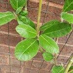 Image result for Cibirhiza