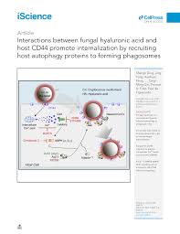 PDF) Interactions between fungal hyaluronic acid and host CD44 promote  internalization by recruiting host autophagy proteins to forming phagosomes