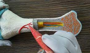 Maybe you would like to learn more about one of these? How To Make A Bone Model Biomedical Art The Kid Should See This