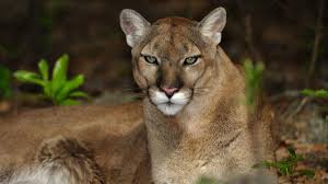 Panthers do not pair bond with their mate and are solitary in nature except for females and kittens. After Florida Panther Attack State Officials Alerting And Educating Nearby Residents Orlando Sentinel