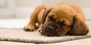 Hundeerziehung welpe stubenrein aussie welpen hunde hundewelpen labradoodle welpen stubenrein welpen hundezwinger. Welpen Stubenrein Bekommen Einfache Tipps Vom Profi Hundekumpel
