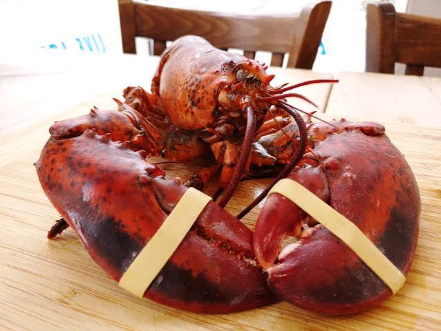 From Trash to Treasure. The Great American Lobster History. | Samuels  Seafood