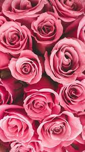 Oboi Cvety Rozy Wallpaper Iphone Roses Rose Wallpaper Flower Wallpaper