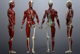 Human skin provides multiple vital physiological functions, including body temperature regulation, protection. 3d Model Skeleton And Muscles Study Cgtrader
