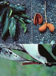 Image result for Xylopia tenuipetala