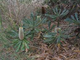 Banksia Serrata Old Man Banksia Australian Garden Flowers Cactus Plants
