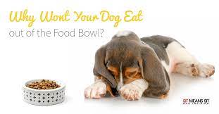 Why Won T Your Dog Eat Out Of The Food Bowl Sit Means Sit Massachusetts