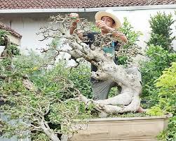 Bonsai Keraton Serut Doyong Facebook