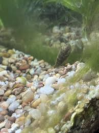 Pondcare Algaefix Algae Control – Gc Koi Farm