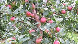 Resultado de imagen para cultivo de manzana en el piso templado