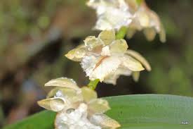 Image result for Diaphananthe