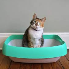 It wasn't an everyday occurrence, but it was happening enough to cause stress in the household. Why Does My Cat S Poop Smell So Bad Causes And Remedies Guest Blog Courtesy Jackie Johnston Cat World Pet Perennials
