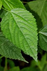 Image result for Acalypha racemosa