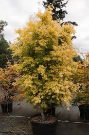 Image result for Acer palmatum `Orange Dream`