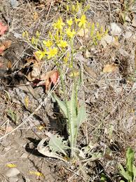 Image result for Crepis