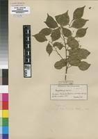 Image result for Cryptocarya woodii