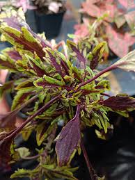 Image result for Coleus rhodesianum