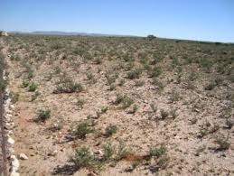 Image result for Limeum argute-carinatum