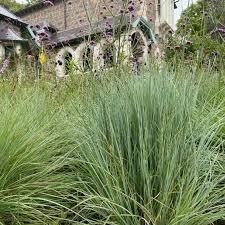 Image result for Andropogon schirensis