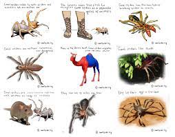 Smaller dogs are obviously more vulnerable, but many spiders have venom that is harmless to some species and lethal to others. The Camel Spider Album On Imgur