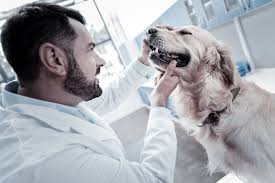 Our services and facilities are designed to assist in routine preventive care for young, healthy pets; The Importance Of Bi Annual Exams For Your Pet Dogwood Vet Hospital Chapel Hill Nc