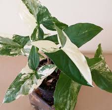 Pin On Indoor Jungle House Plants