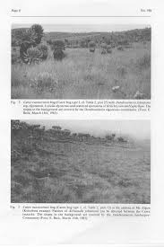 Image result for Cirsium  buchwaldii