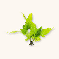 Image result for Bolbitis