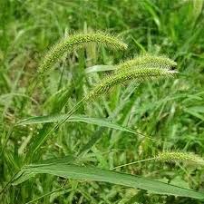 Image result for Setaria viridis