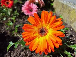 Image result for Gerbera viridifolia