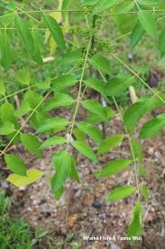 Image result for Brucea