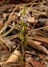 Image result for Striga gesnerioides
