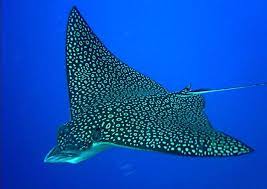 Instead, the eagle ray lives in the in fact, the eagle ray can be seen just nonchalantly swimming around near beaches in those regions. 10 Eagle Rays Ideas Eagle Ray Spotted Eagle Ray Sea Creatures